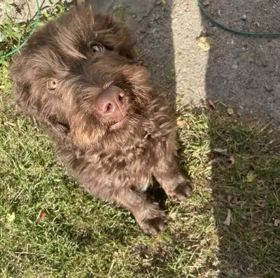 puppy for sale, View more