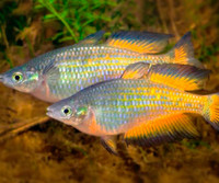 Parkinson Rainbowfish 