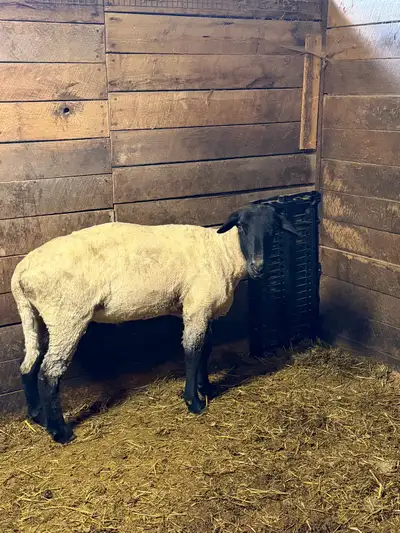 Sheep For Sale, View more