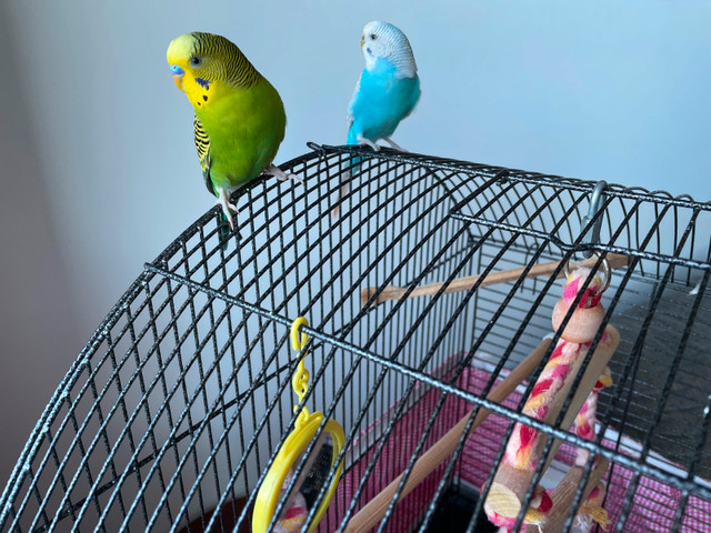 Pair of Budgies ( Parakeets ) for Rehoming in Birds for Rehoming in Richmond - Image 4