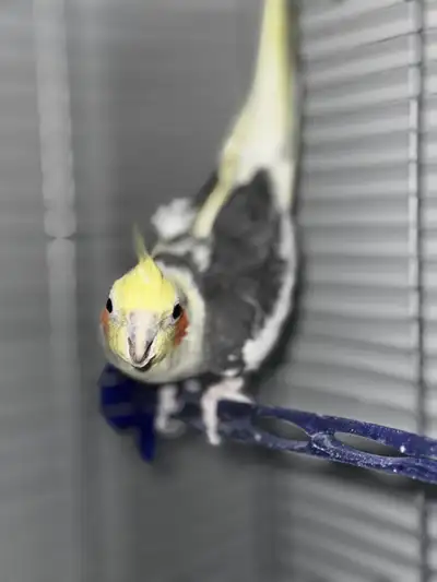 oiseaux cockatiel , View more