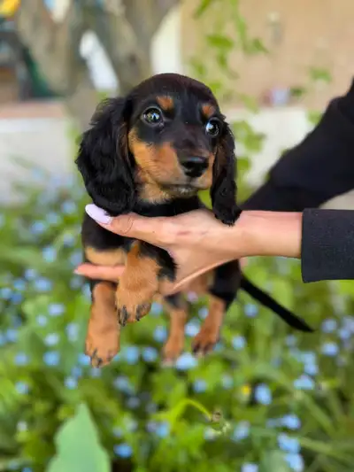 Gorgeous Pure Miniature Dachshund Puppies, View more