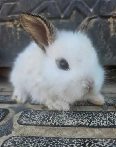 bunnies for sale, View more