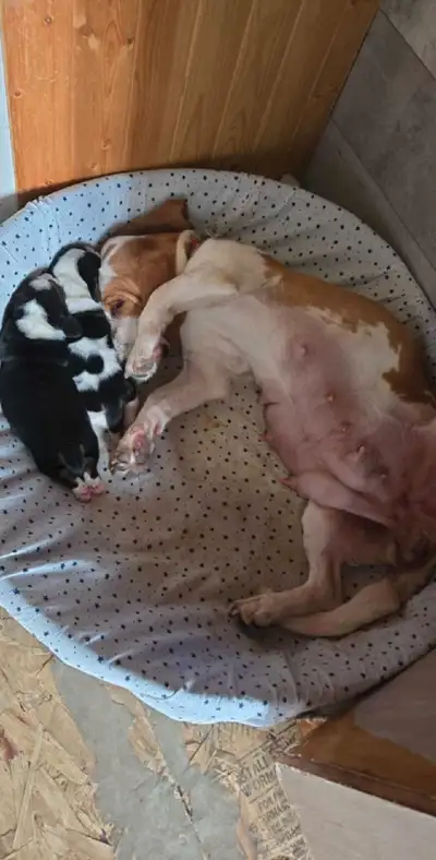 basset chiots, View more