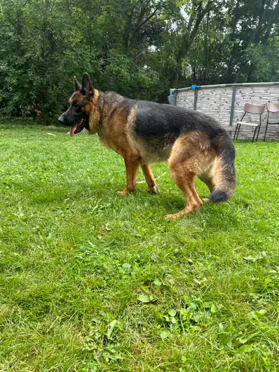 Purebred German shepherd puppies looking for rehoming!, View more