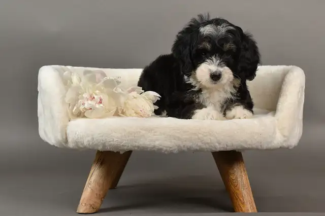 Beautiful Mini Bernedoodles in Dogs & Puppies for Rehoming in Kitchener / Waterloo - Image 4