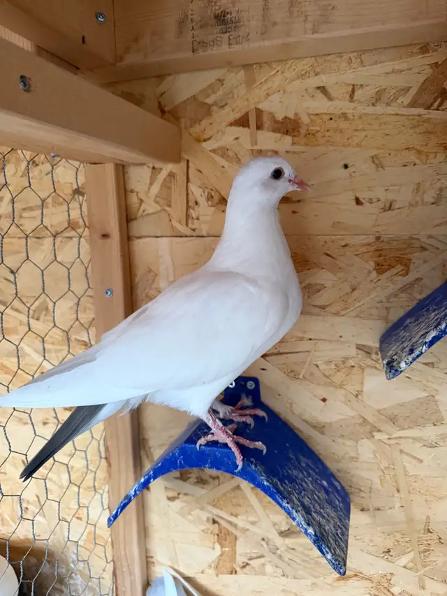 pigeons for sale | Birds for Rehoming | Markham / York Region | Free ...