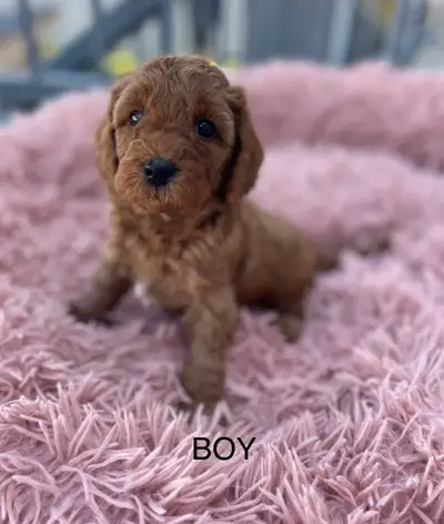 Cavapoo Puppies, View more