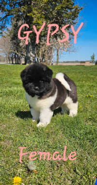 CKC registered American Akita puppies for sale