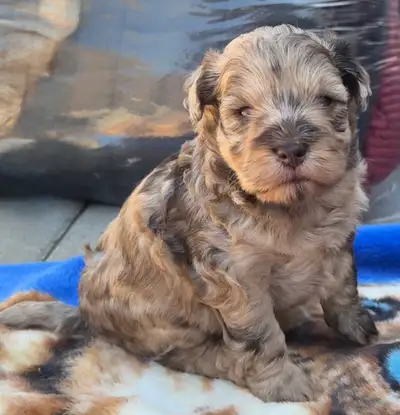 Schnoodle pups for sale, View more