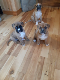 Boxer/husky puppies