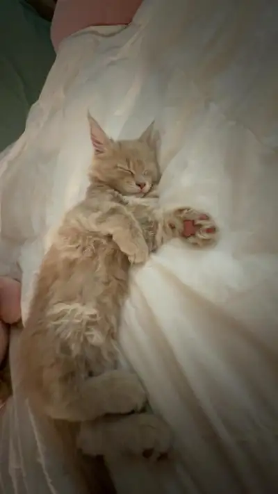 Purebread Maine Coon Kittens, View more