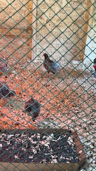 barred rock chantecler mix chicks, View more