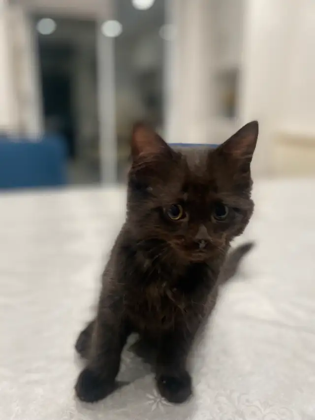kitten / chattons  in Cats & Kittens for Rehoming in City of Montréal - Image 6