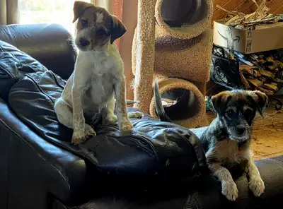 Daisy is looking for her new home!!, View more