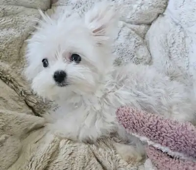 extra small size purebred microchipped Korean maltese, View more
