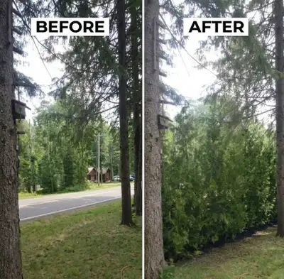 Cedar Trees - FREE PLANTING , View more