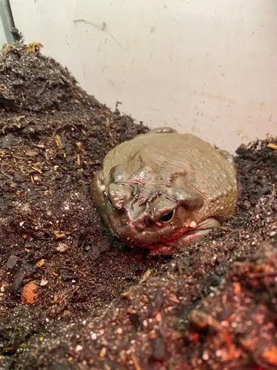 Colorado river toad , View more