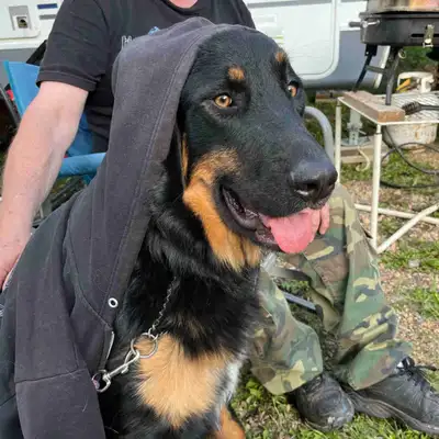 Beautiful Bernese / Shepard cross, View more