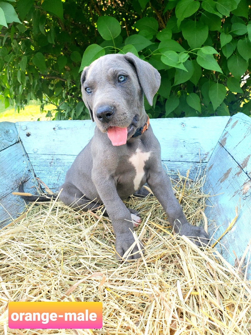 GREAT DANE PUPPIES NOW READY Dogs & Puppies for Rehoming Red Deer