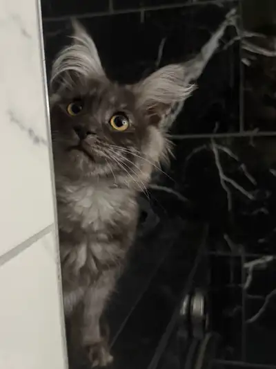 ♥️❣️superbe mainecoon TICA ❣️♥️, View more
