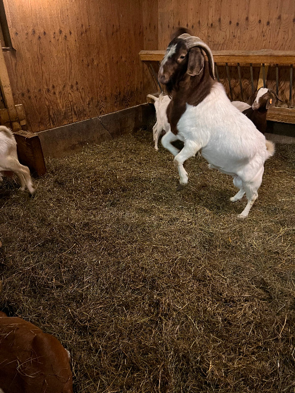 Boer goats for sale in Livestock in Barrie