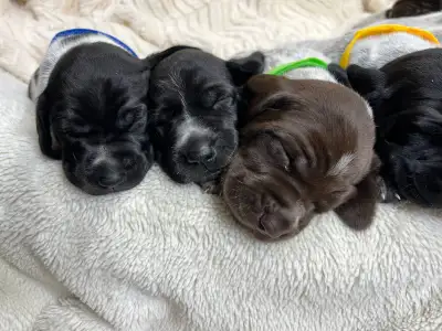 German Shorthaired Pointer Puppies – ONLY 2 FEMALES AVAILABLE, View more
