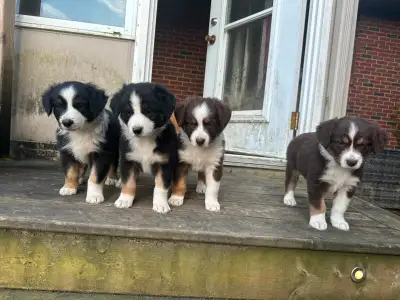 7 week Adorable Australian shepherd puppies for sale, View more