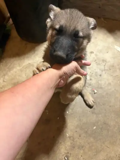German shepherd puppies, View more