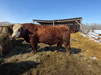 Purebred 2 year old simmental bull for sale. Born february 10th, 2024 at 98lbs. Semen tested this ma...