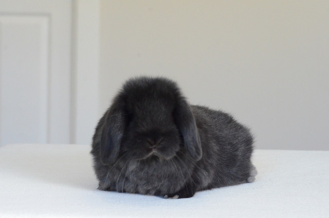 Purebred Holland Lop bunny in Small Animals for Rehoming in Abbotsford - Image 2