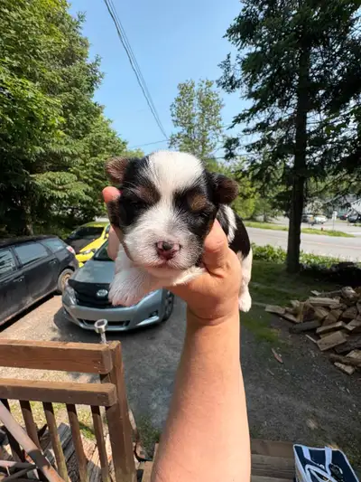 chiots biewer yorkshire, View more