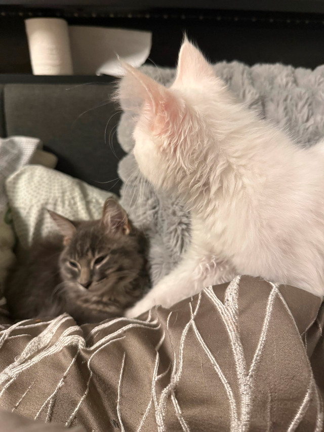 Turkish angora mix in Cats & Kittens for Rehoming in Sudbury - Image 3