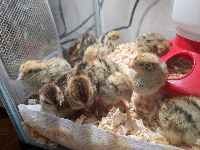 Day Old Mini Chicks & Fresh Blue Eggs! in Livestock in Markham / York Region - Image 3