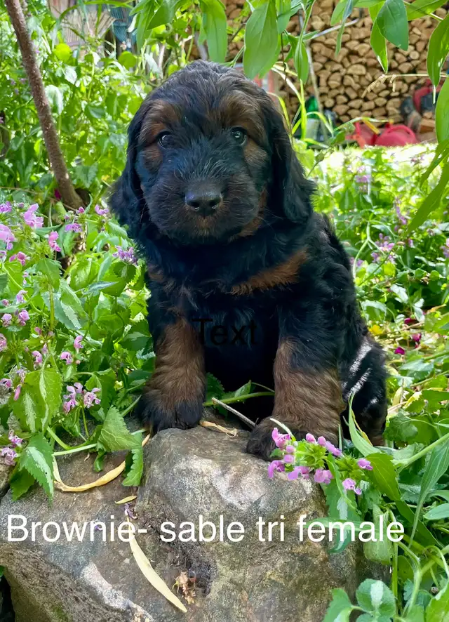F1  tri colour hypoallergenic Bernedoodle- July 1 delivery in Dogs & Puppies for Rehoming in Calgary - Image 2