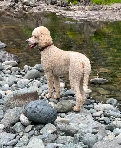 Standard Poodle puppies for sale, View more