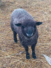 William cotswold/ east fresian ram lamb