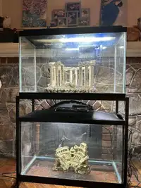 two 30 gallons full set up
