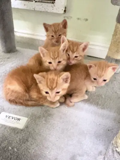 8 cute orange kittens, View more
