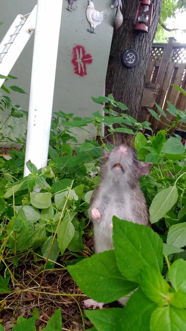 Lovely Male Rats free for Adoption in Small Animals for Rehoming in Mississauga / Peel Region - Image 3