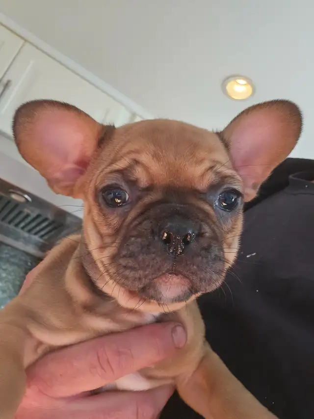French bulldog in Dogs & Puppies for Rehoming in Victoria - Image 3