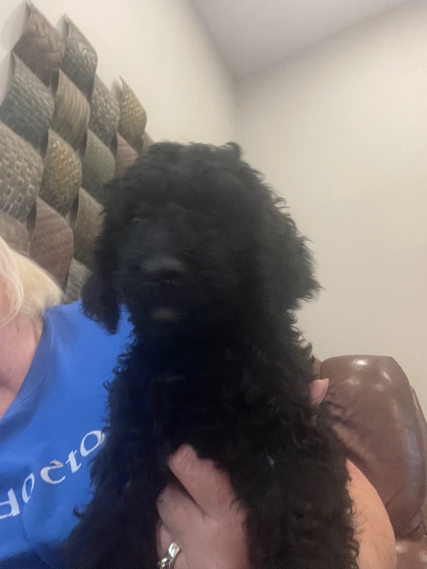 Standard Poodle Puppies Dogs & Puppies for Rehoming Sarnia Kijiji