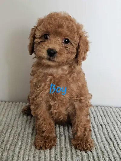 Gorgeous Mini Cockapoo babies ❤️, View more