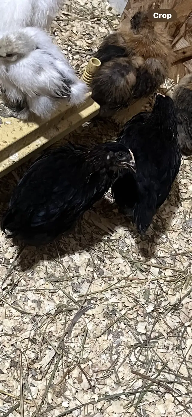 Black Star females  in Livestock in Yarmouth - Image 2
