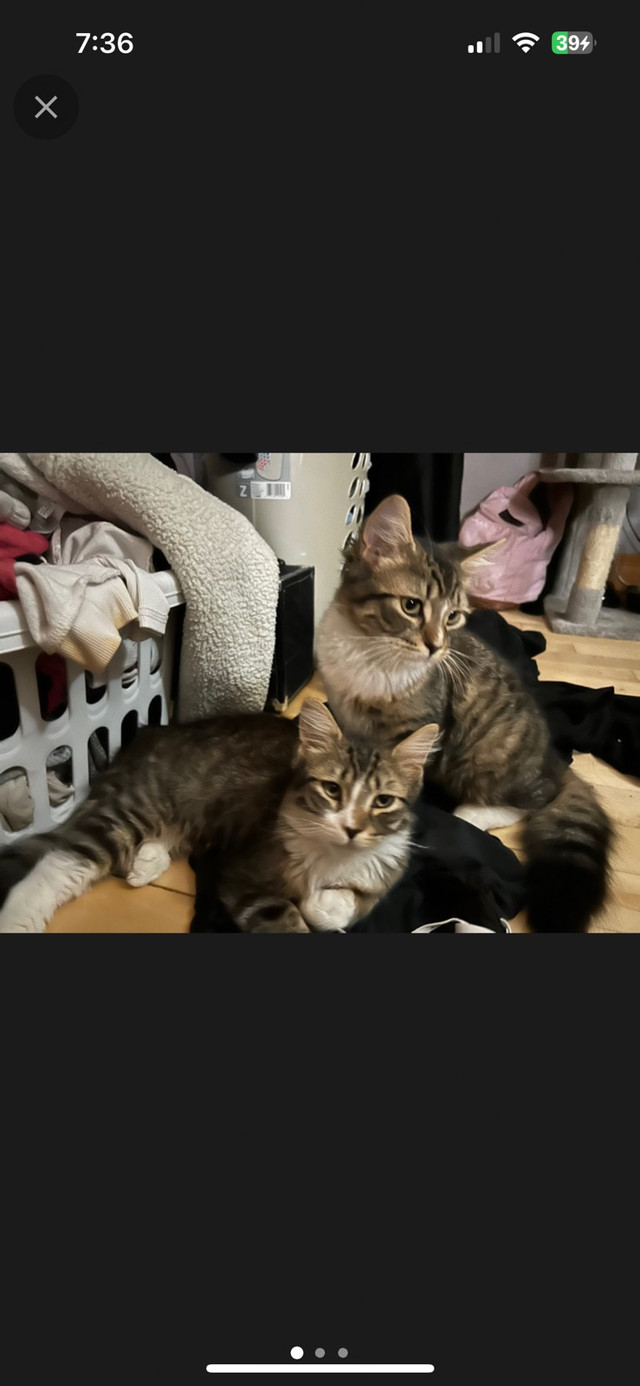 BORN SEPT 26 in Cats & Kittens for Rehoming in Trenton