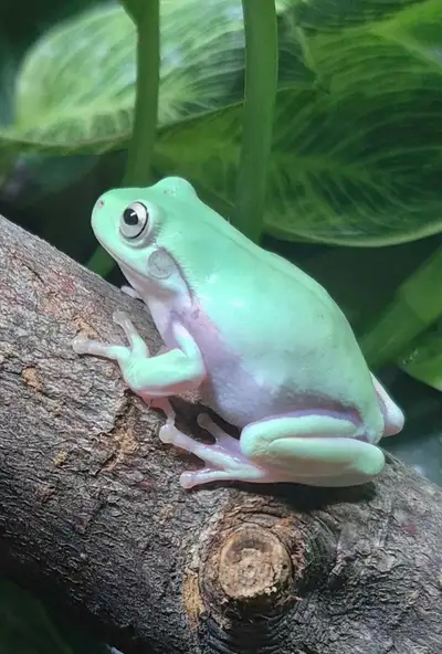 buy 2 whites tree frogs and get a 3rd free, View more