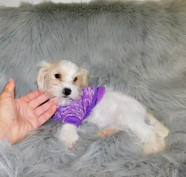 Chiot morkie male in Dogs & Puppies for Rehoming in City of Montréal - Image 9