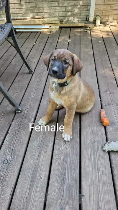 Cute Puppies for Sale!, View more