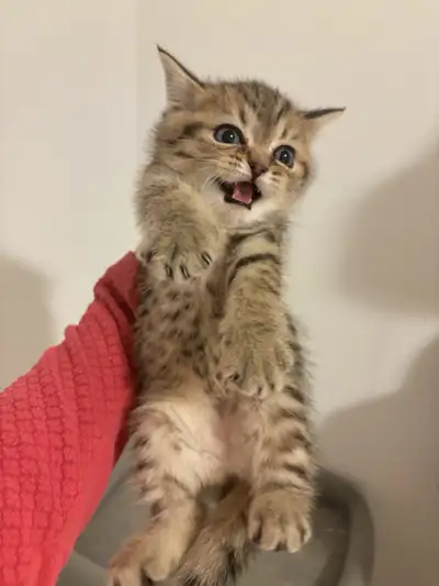 PURE BREED BRITISH SHORT HAIR KITTENS, View more