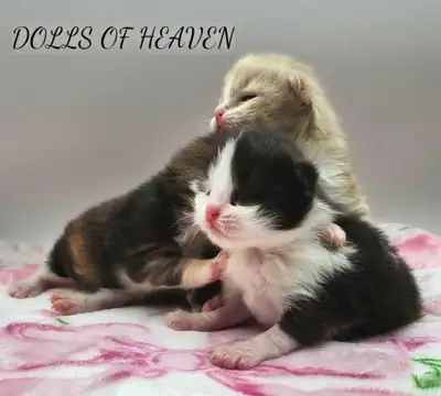 Registered ragdolls, View more
